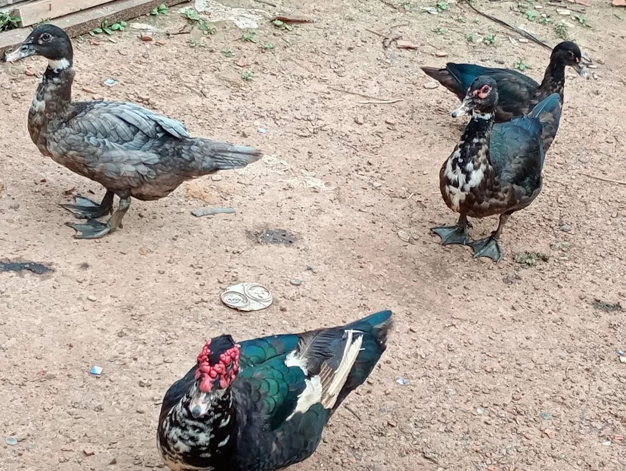 Patos  - Foto 4