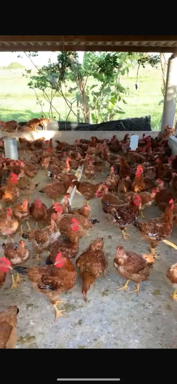 Galinha Caipira