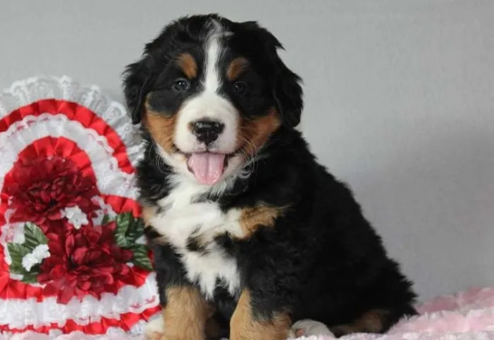 Bernese femeas lindas com 2 meses entre em contato