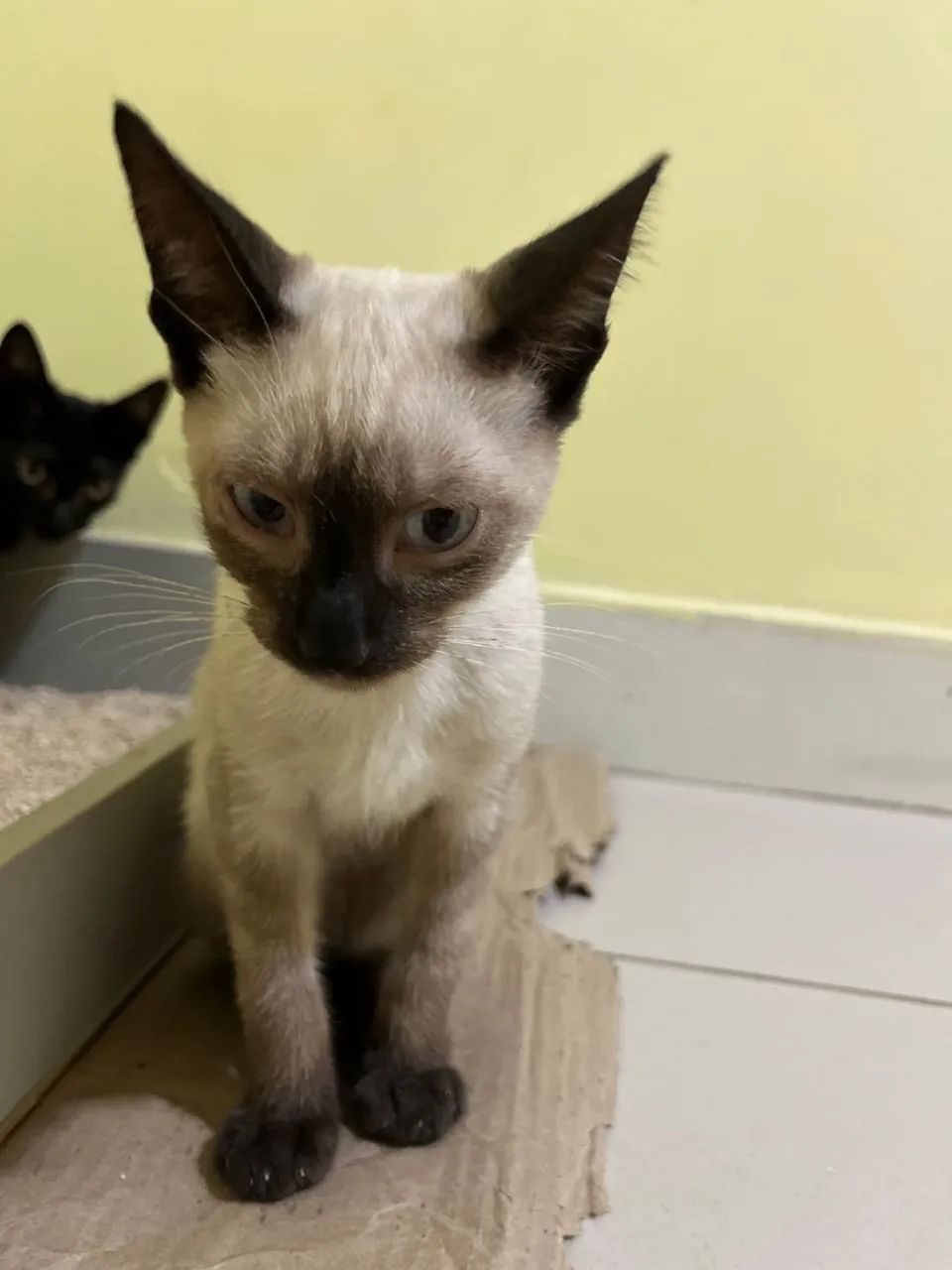 Filhote de gato Siamês  - Foto 2