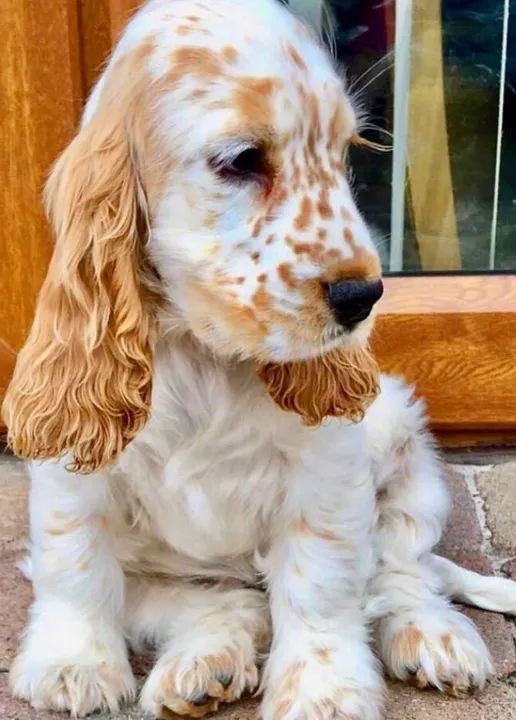 Cocker spaniel fêmeas e machinhos 