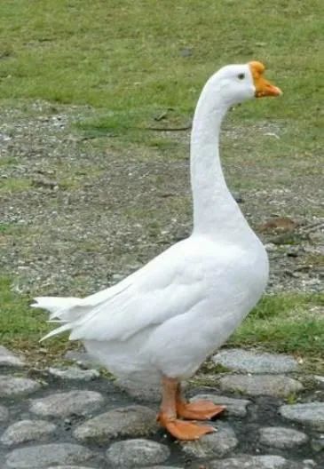 CASAL DE GANSO CHINÊS BRANCO PURO 