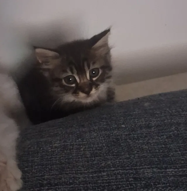 Gatinho para doaçao