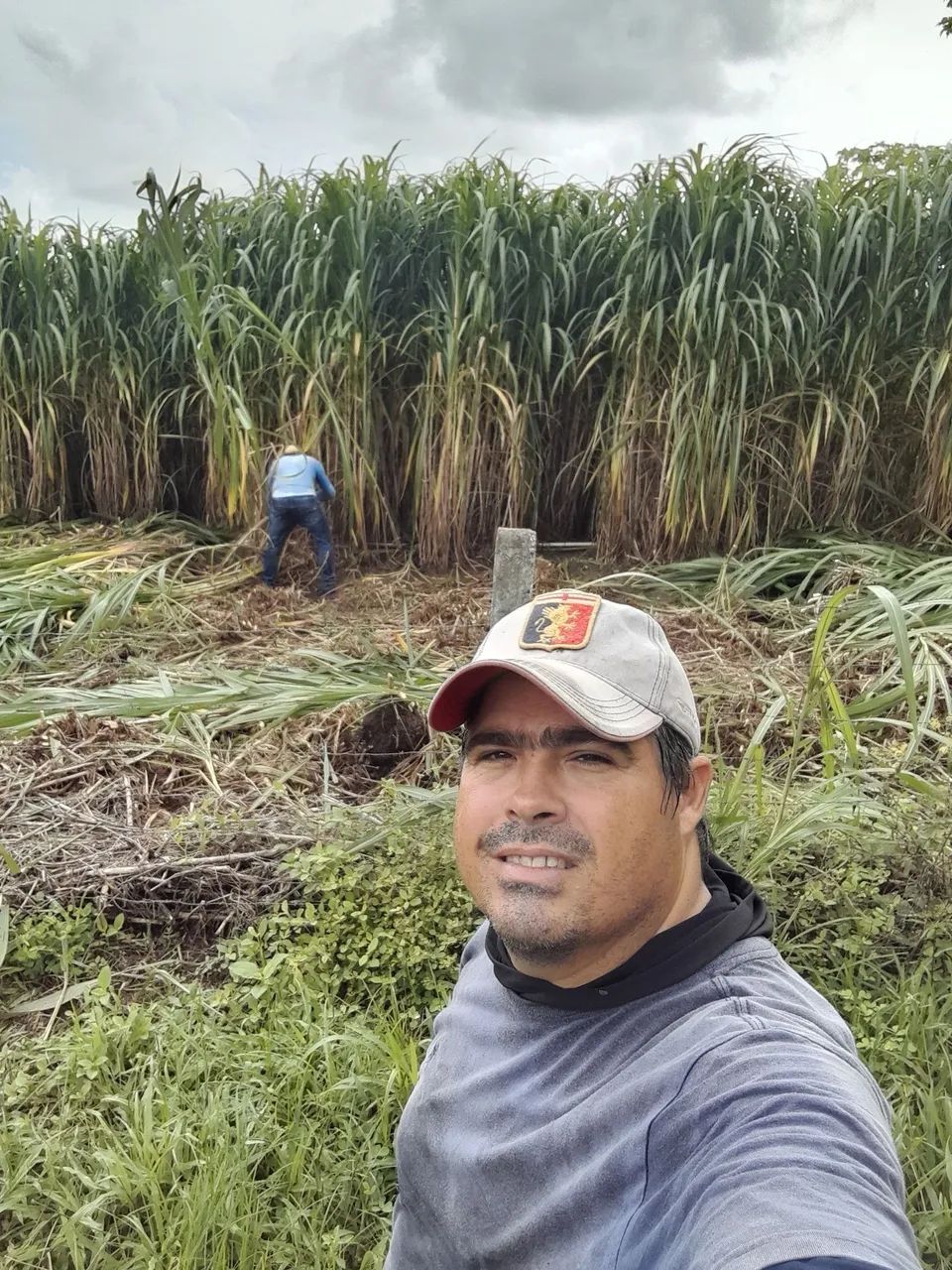 VENDO MUDAS DO CAPIM ELEFANTE BRS CAPIAÇU E KURUMI DA EMBRAPA 
