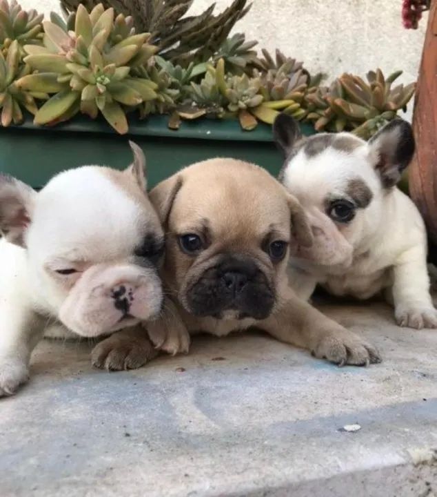 Bulldog Francês- Machinho legítimo disponível- vacinado- Adquira conosco, tenha segurança