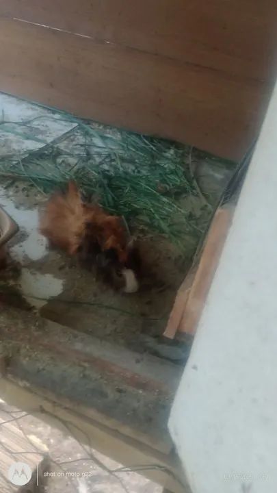 Vendo porquinho da índia macho ou troco um pôr uma fêmea 