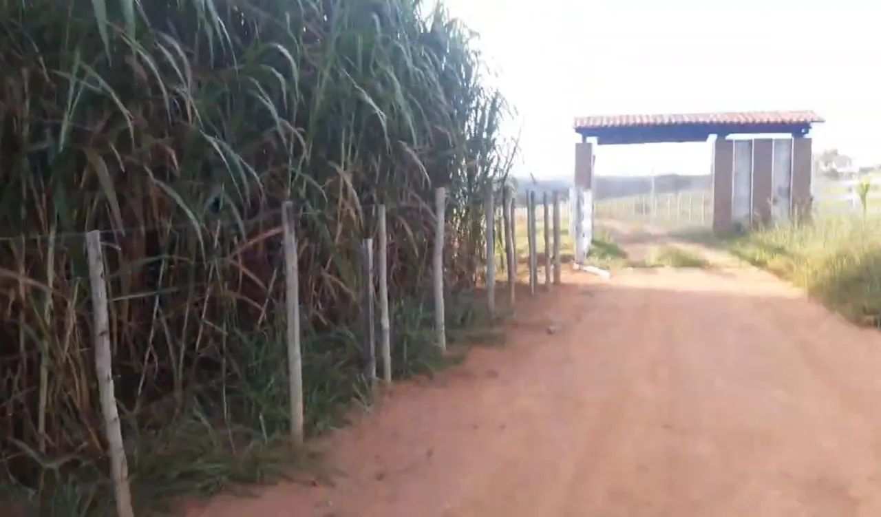 PLANTE CAPIAÇU AGORA NAS CHUVAS , PRA SORRIR NO VERAO - Foto 3