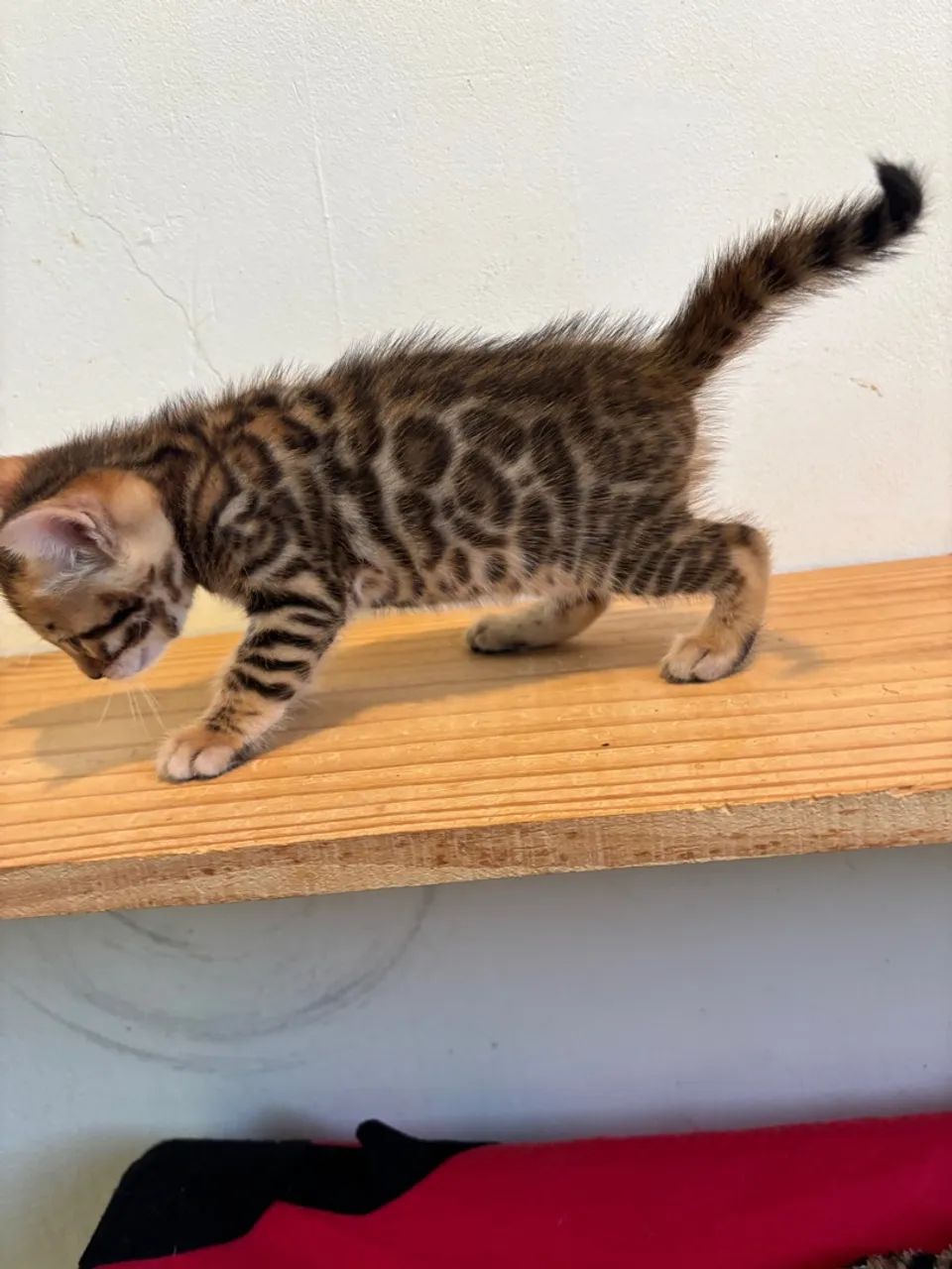 Bengal Genética europeia com pedigree  - Foto 5