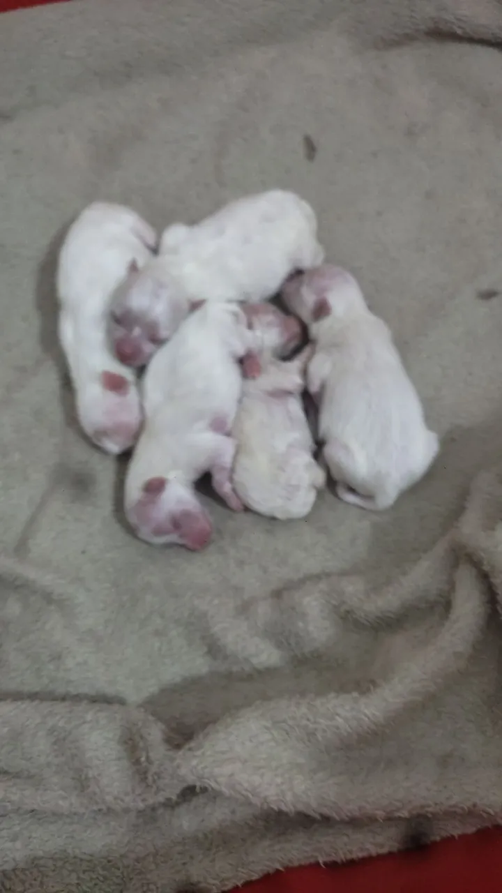 Filhotes de Spitz alemão a Venda - Lindos e Saudáveis!