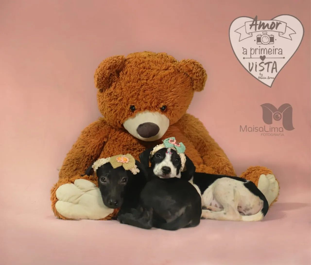 Filhote de cachorro disponível para adoção - Foto 5