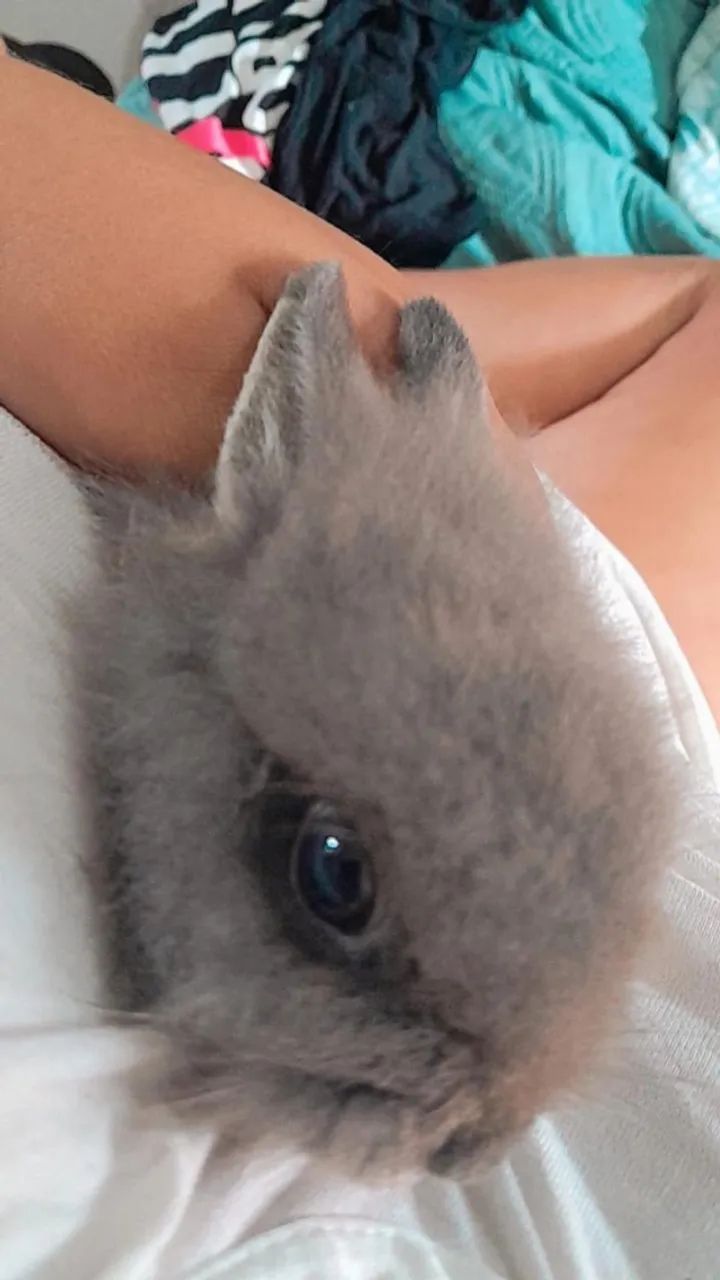 Mini coelha  - Foto 2