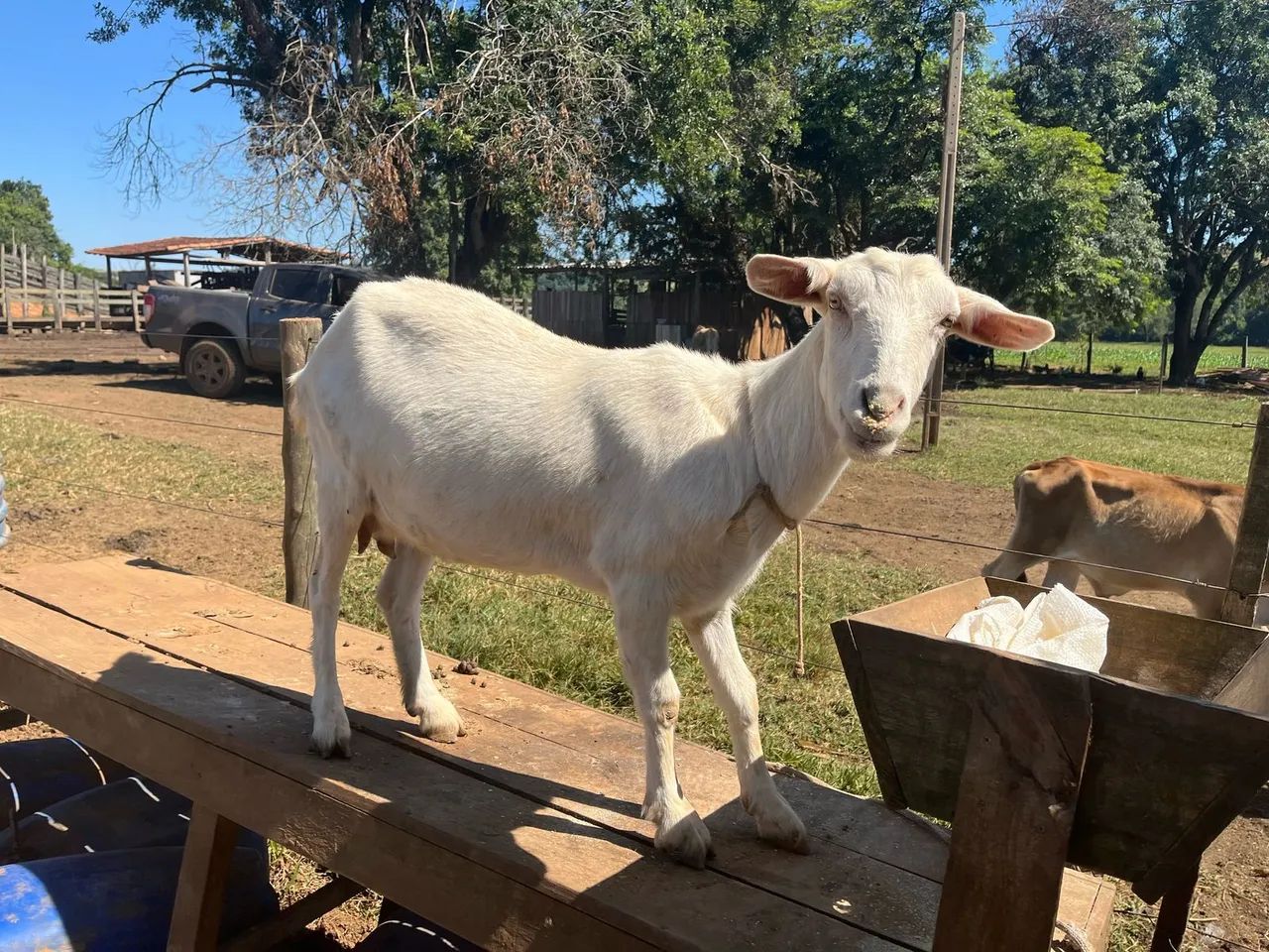 Cabras sanney Leiteira