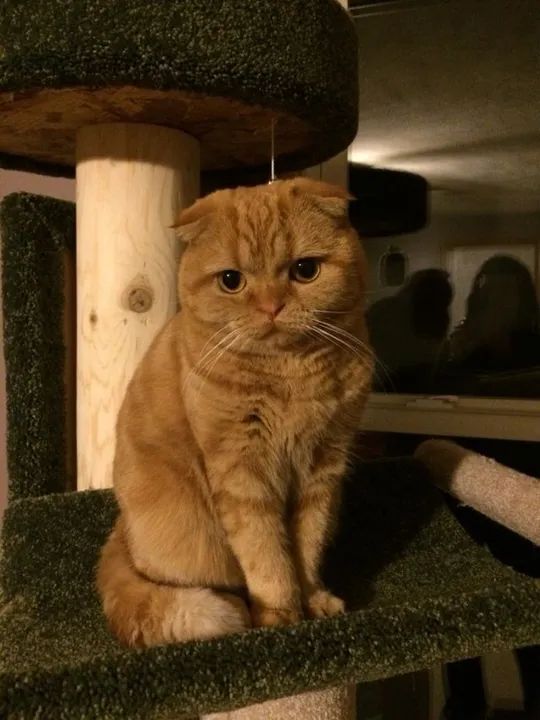 Scottish Fold Filhote Fofo na Cor Red