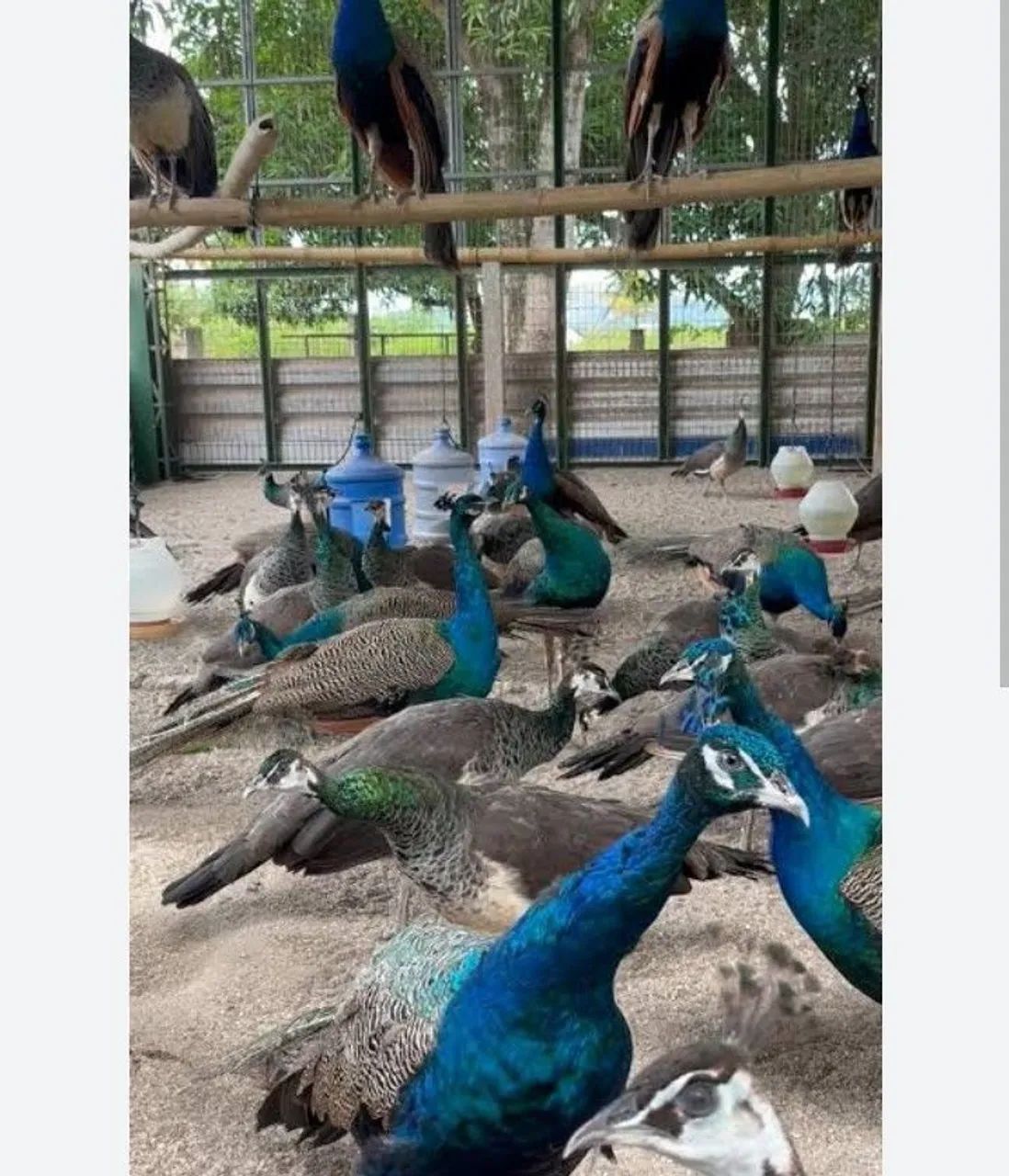 PERÚS ADULTO  - Foto 2