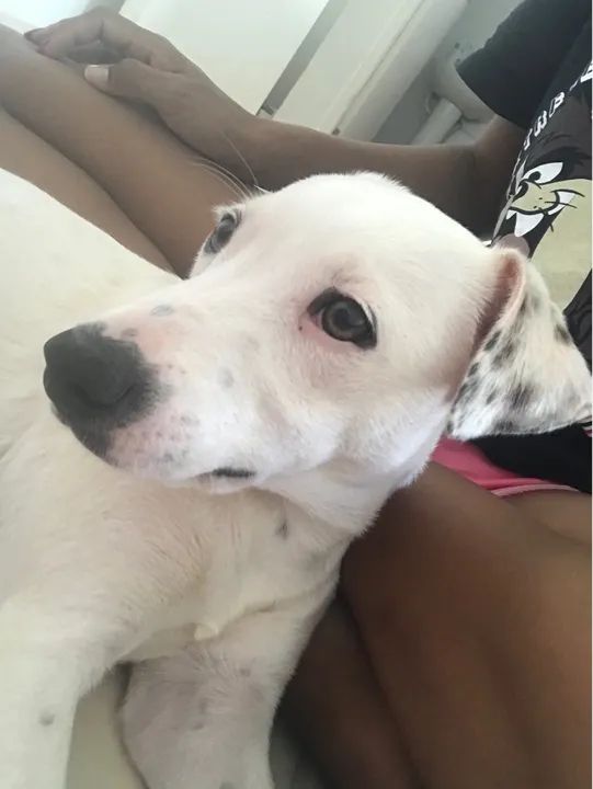 Vira lata porte médio  - Foto 4