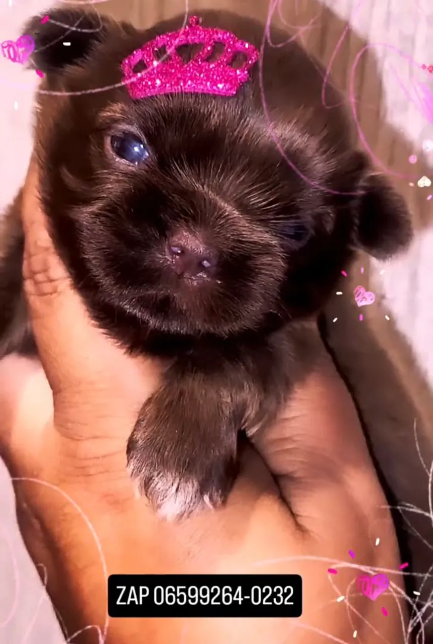 Princesa Shih tzu