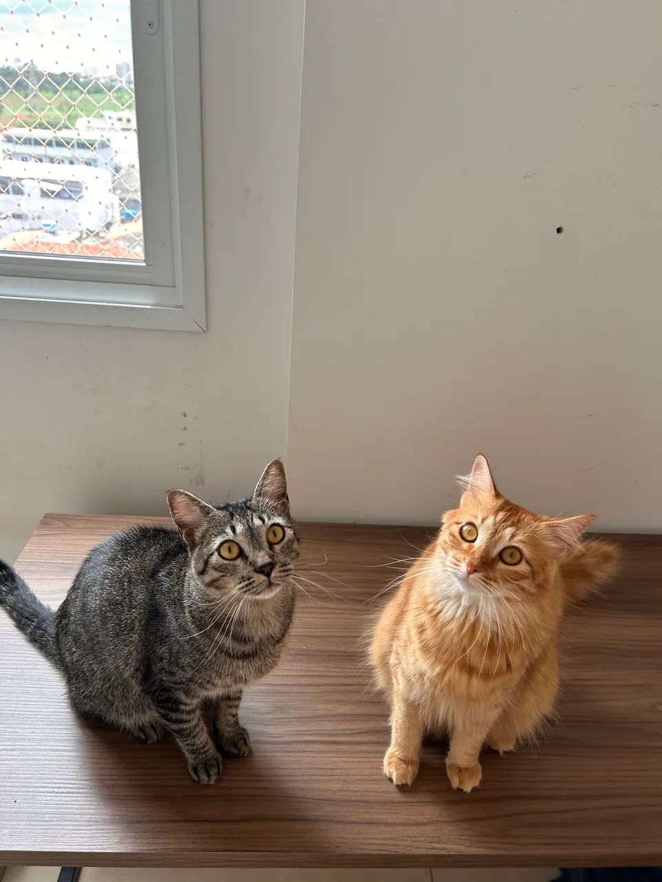 Adoção responsável gato macho castrado - Foto 3