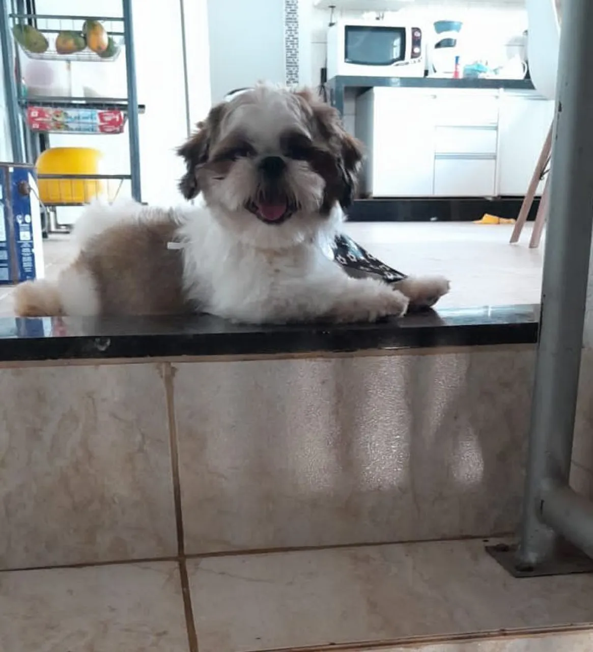 CACHORRO SHITZU MACHO