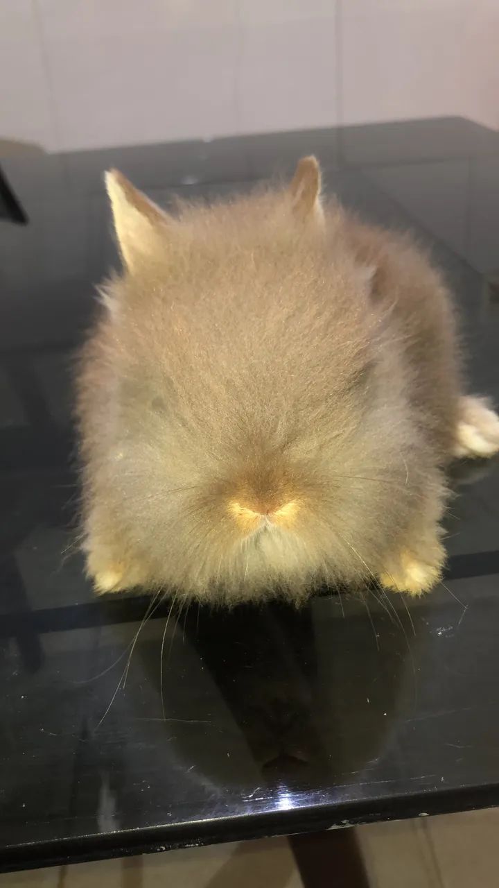 Coelho mini lion herd 