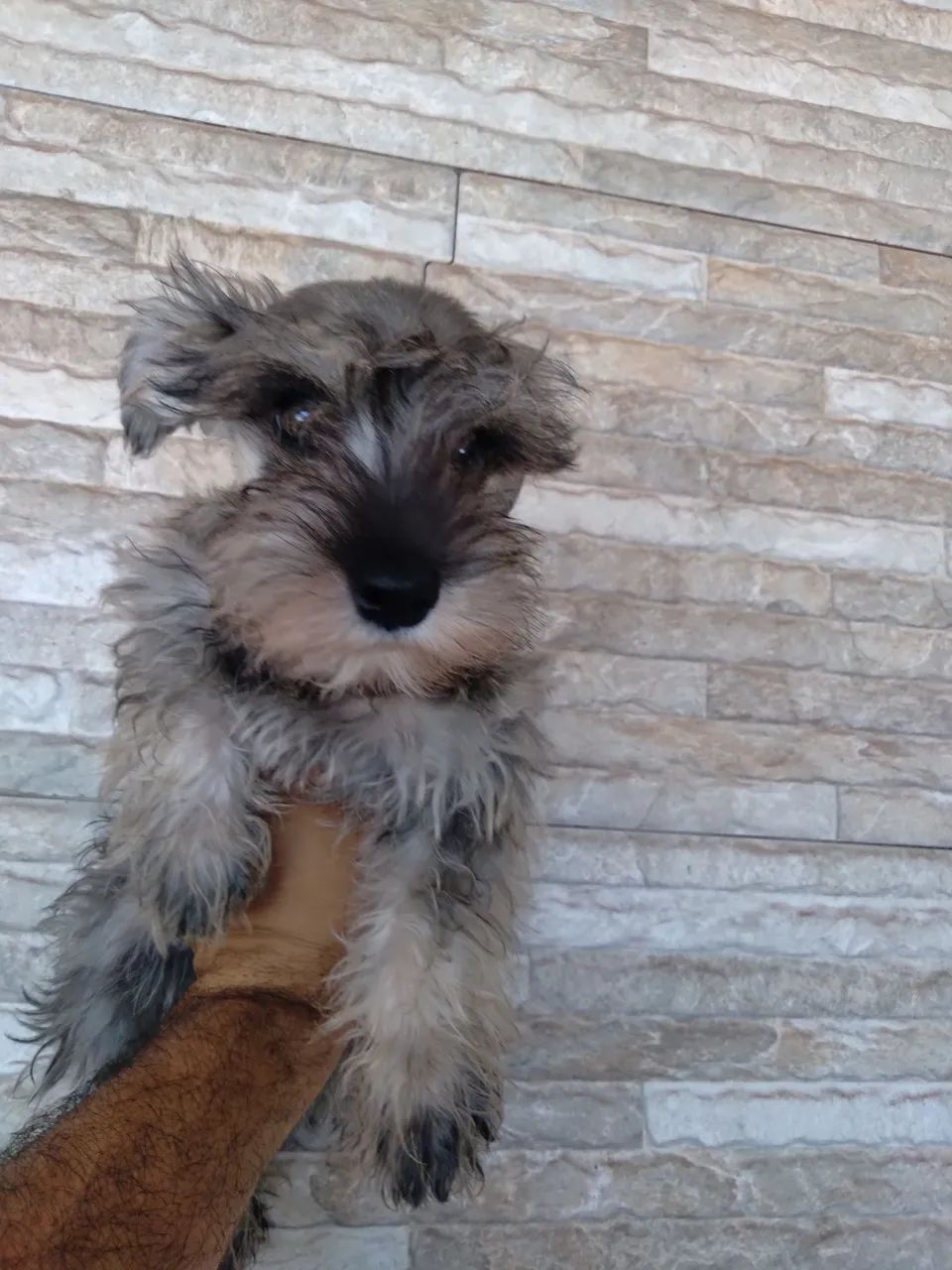 Schnauzer Miniatura FÊMEA com pedgree  - Foto 2