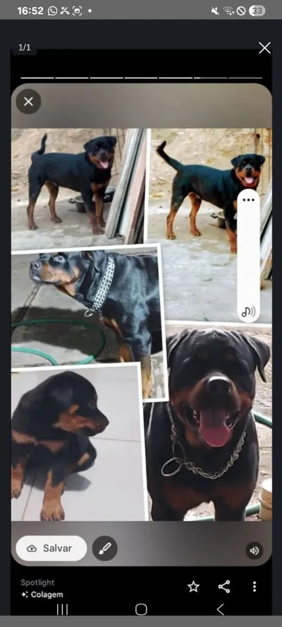 Filhotes de Rottweiler