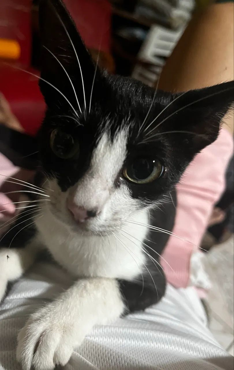 Adoçao gatinha de 4 meses