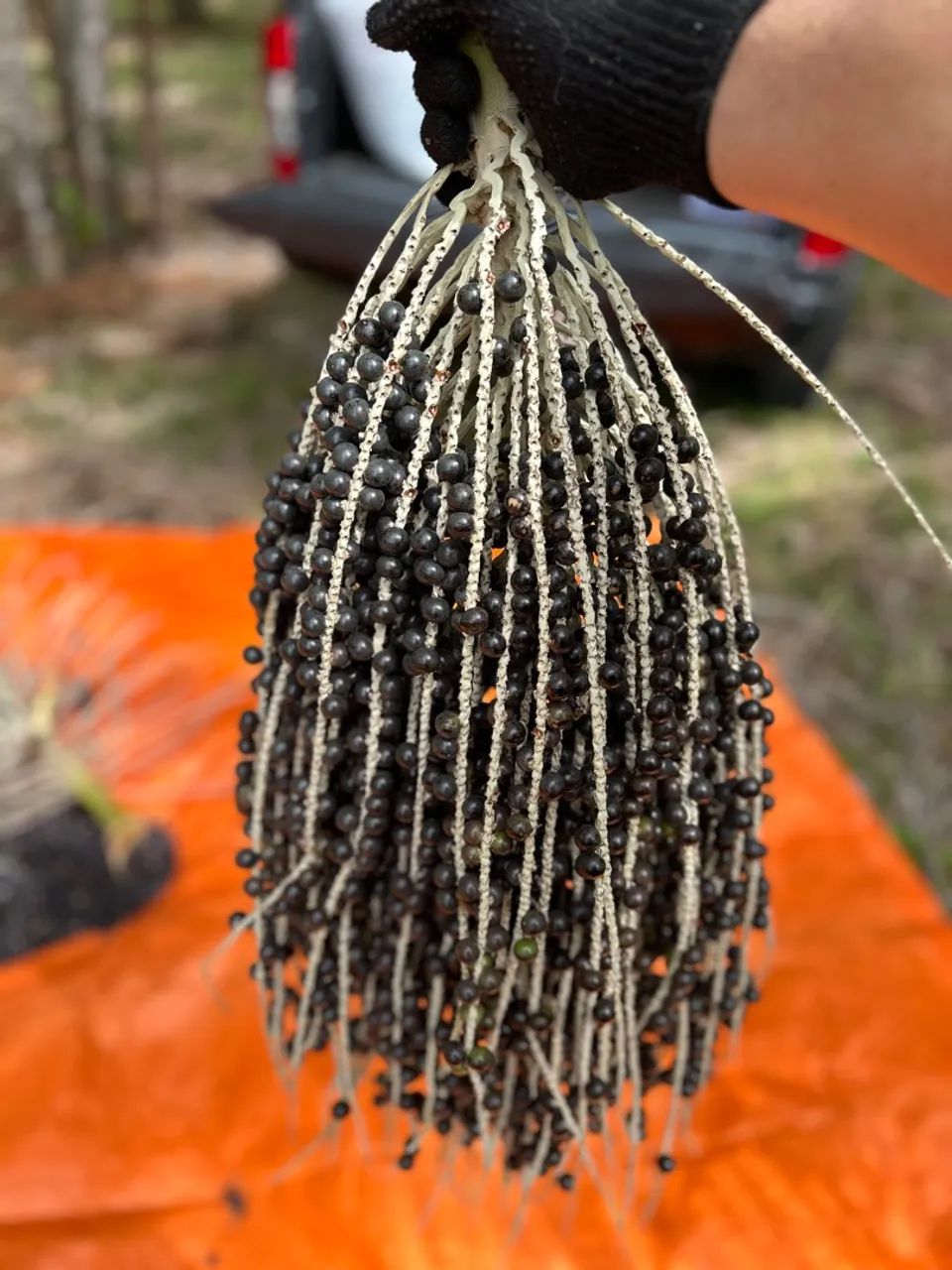 Saca de Açaí (de planta) - Foto 2