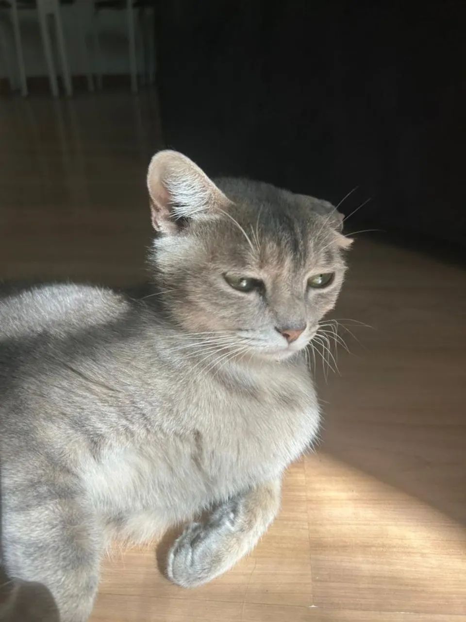 Meg, 1 ano, castrada. - Foto 4