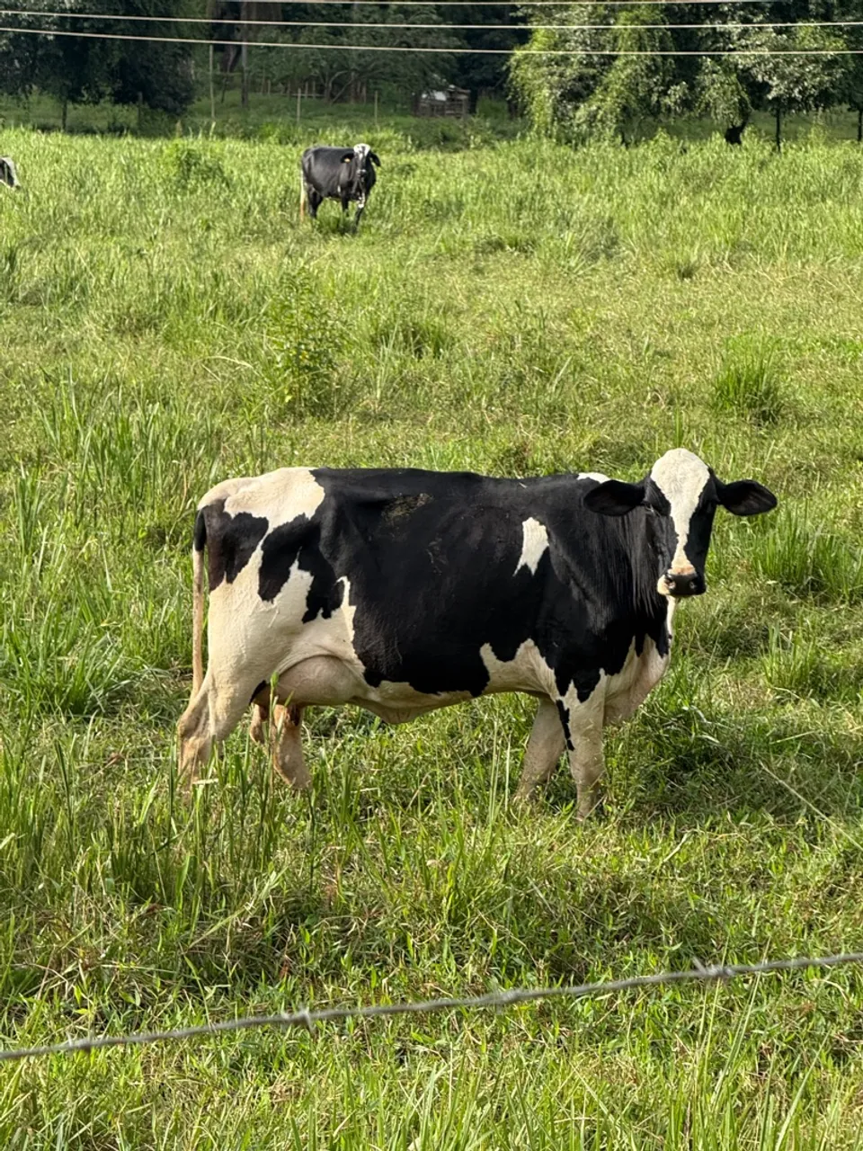 Vaca 5/8 girolando para cria e produção de leite