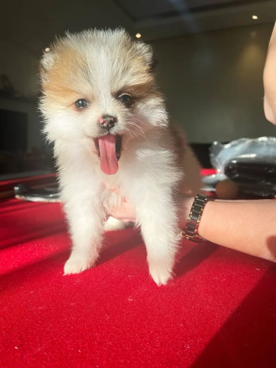 LINDOS Filhotes de spitz alemão Lulu da pomerânia - Foto 2