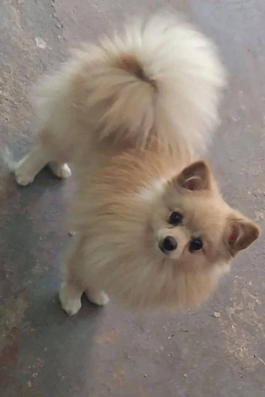 cachorro