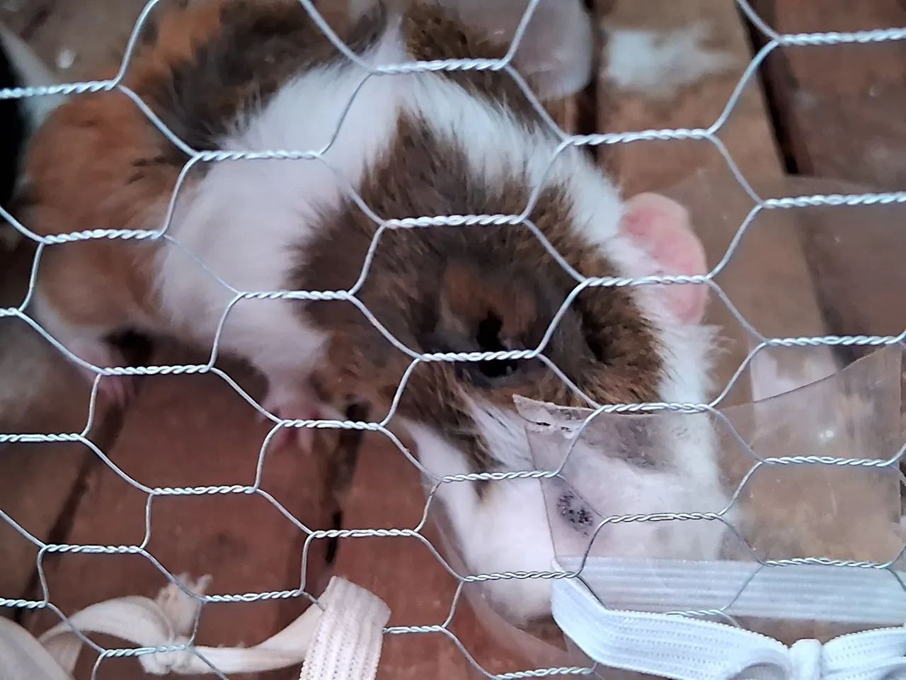 Porquinho macho - Foto 2