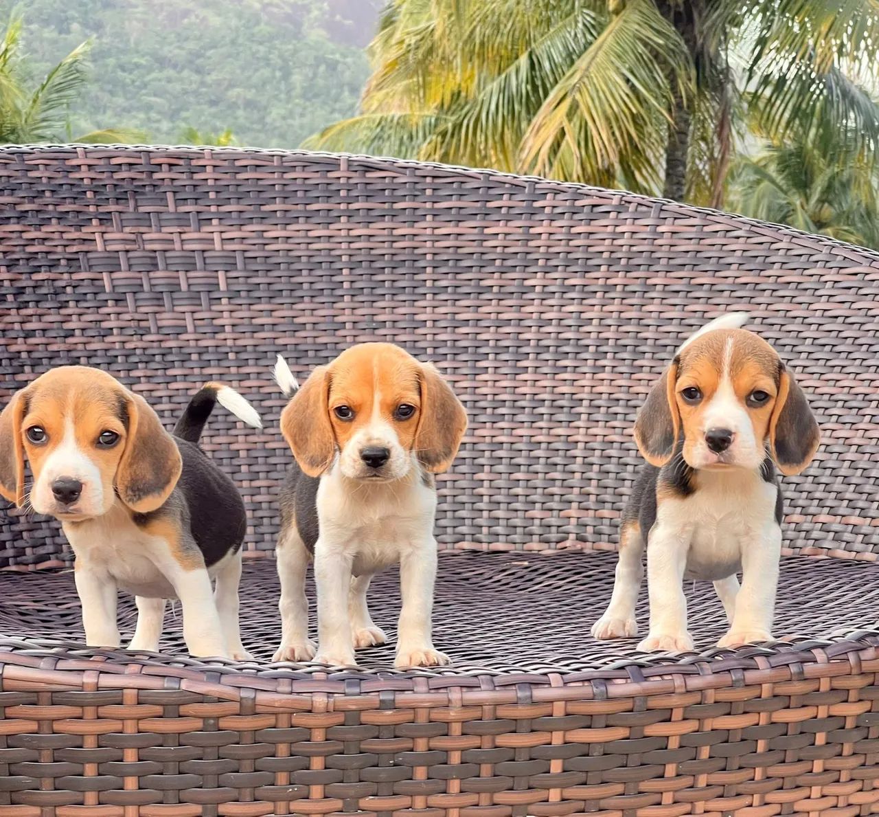 Três filhotes Beagle para Macaé 