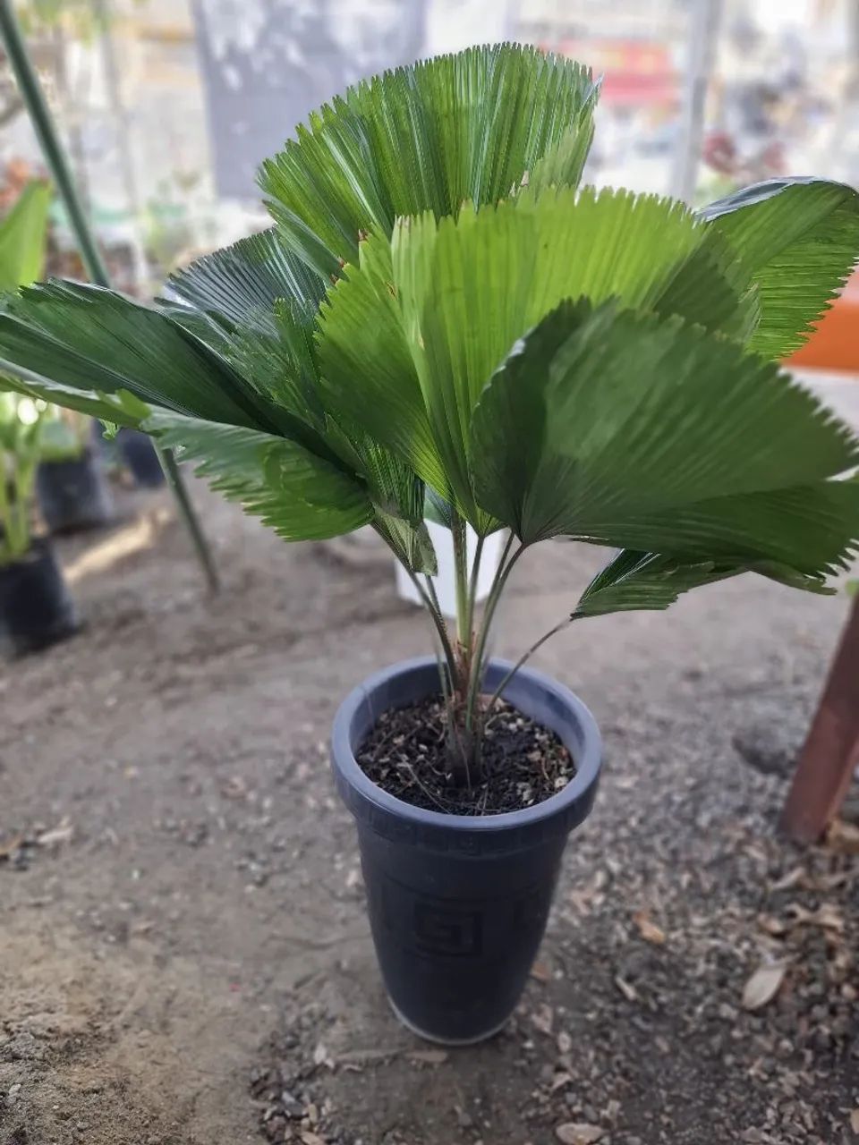 PALMEIRA LICUALA  - Foto 2