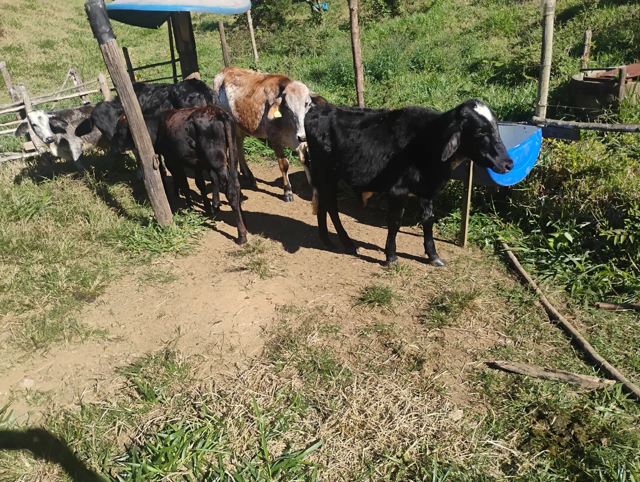 Bezerros para Venda