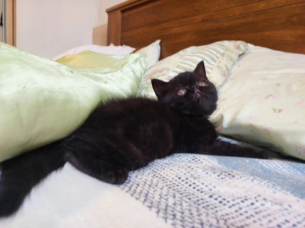 Gatinho Persa exotico Preto - Foto 5