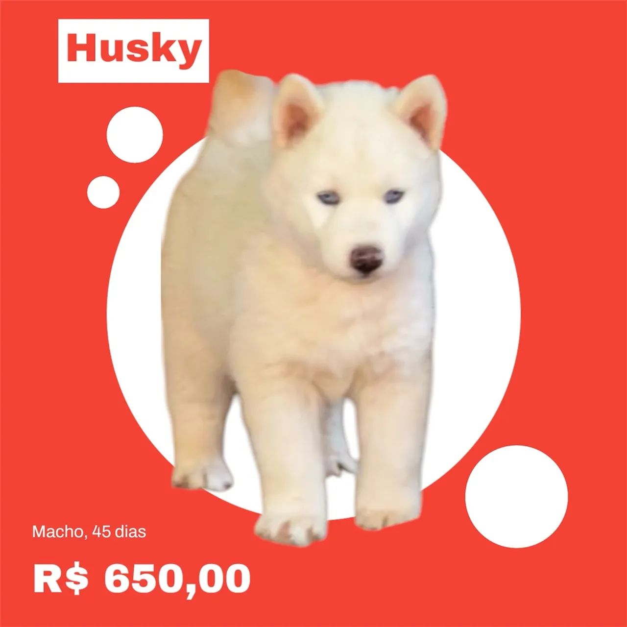 Husky Siberiano - Filhote Macho