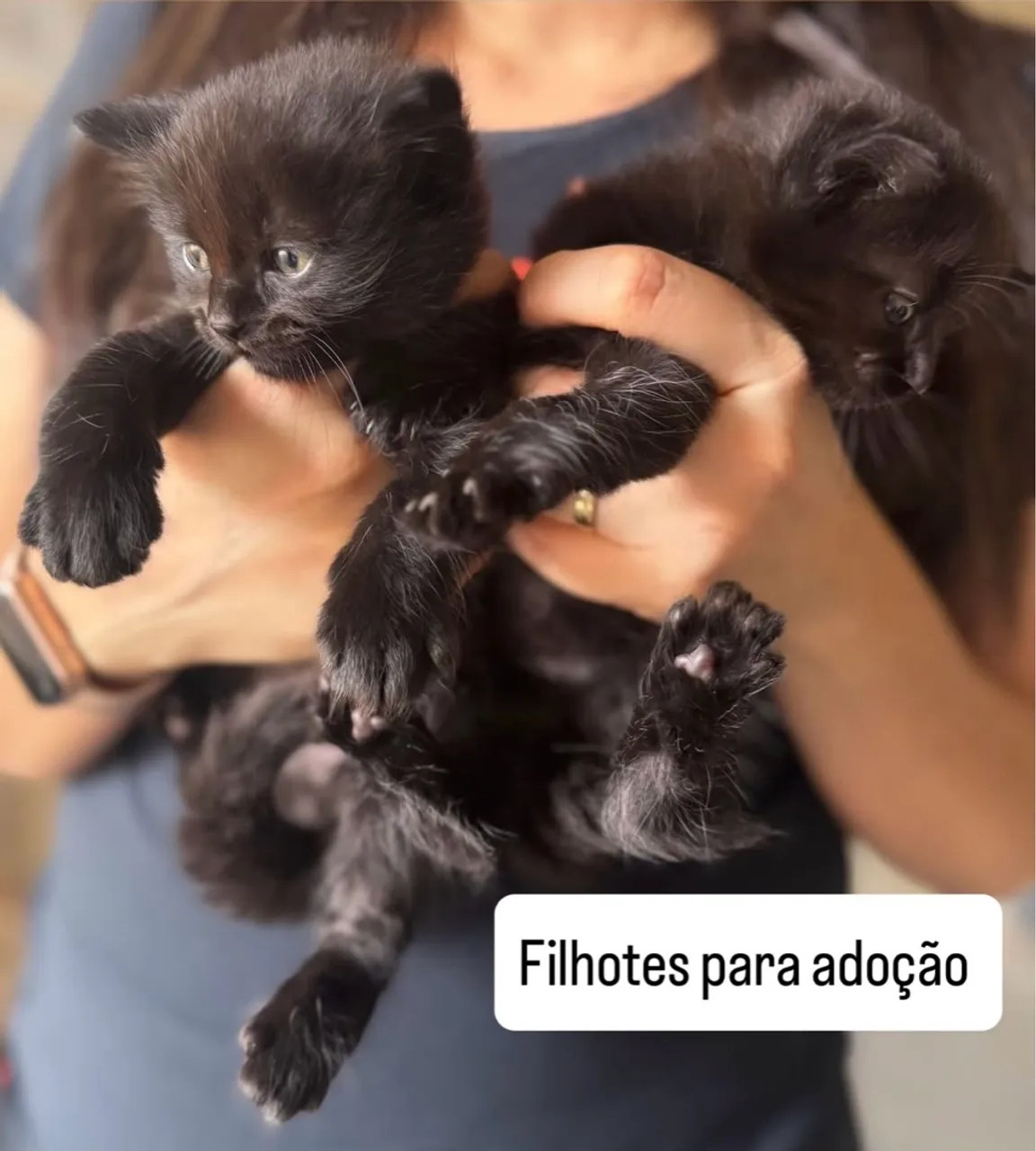 Gatinhos pretos para adoção!