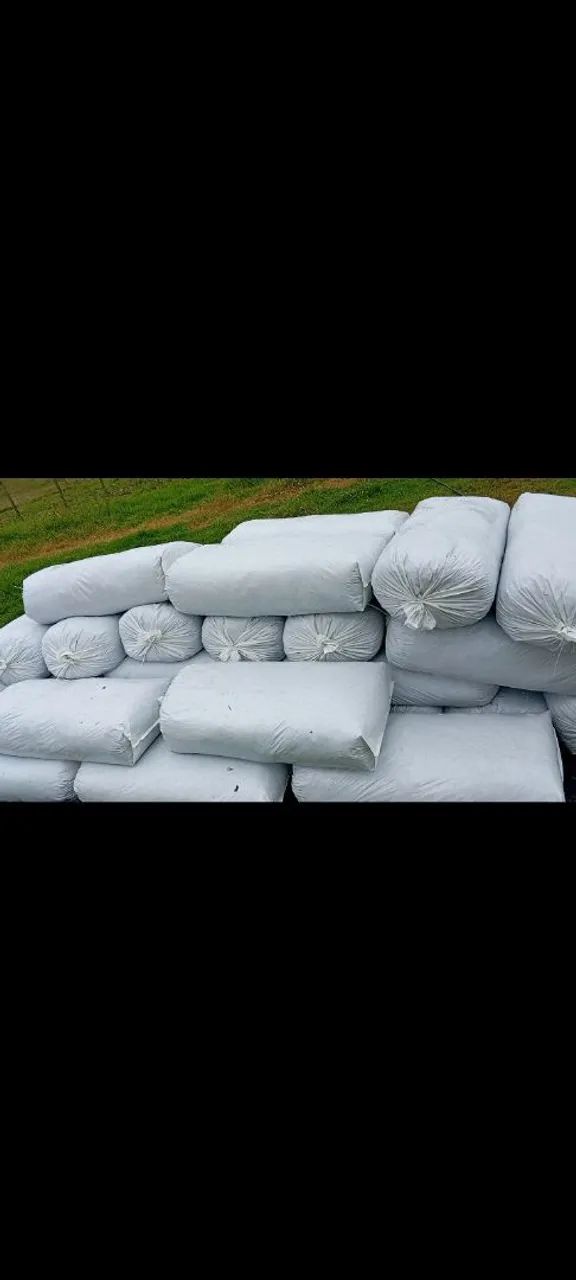 Silagem de milho ensacada  - Foto 4