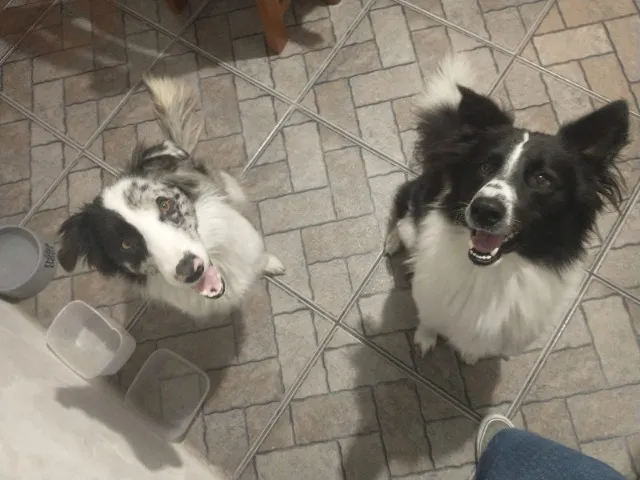 Border collie a raça mais inteligente do mundo