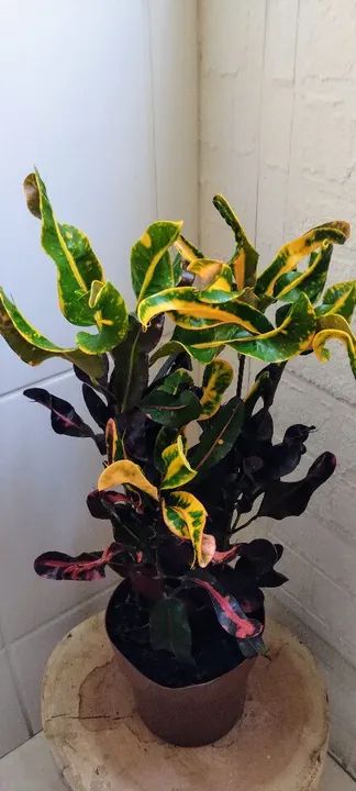 Planta Croton - Linda e vibrante