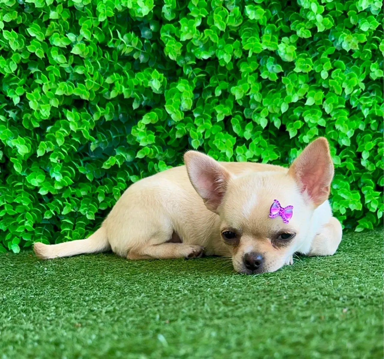 Chihuahua Fêmea Linda 4 meses - PEDIGREE CBKC - Foto 5