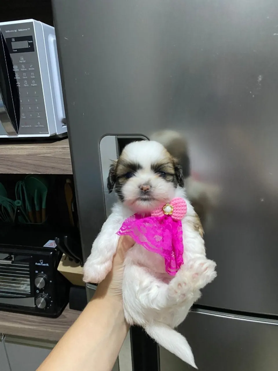 Filhotes Shih Tzu
