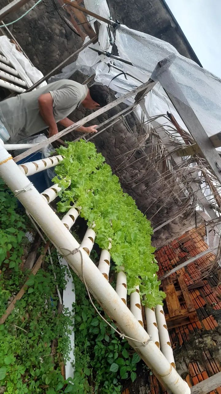 alface orgânicas  - Foto 2