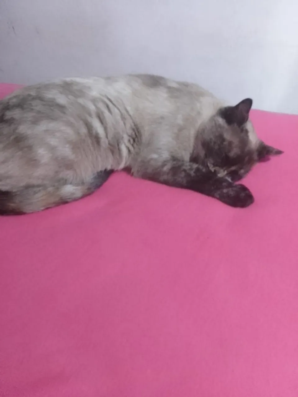Doa se gatinha 