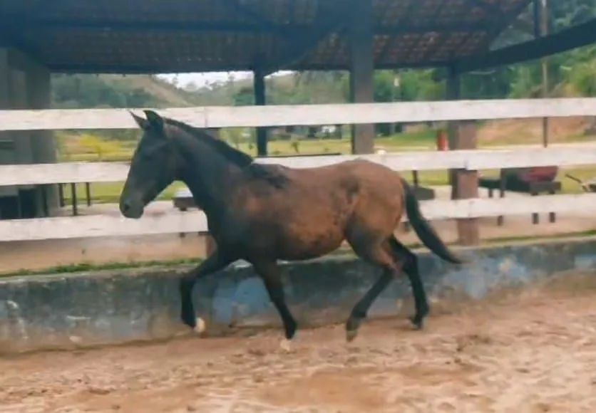 Potra preta das mais lindas 7 meses, 30 parcelas R$ 200,00 no carnê