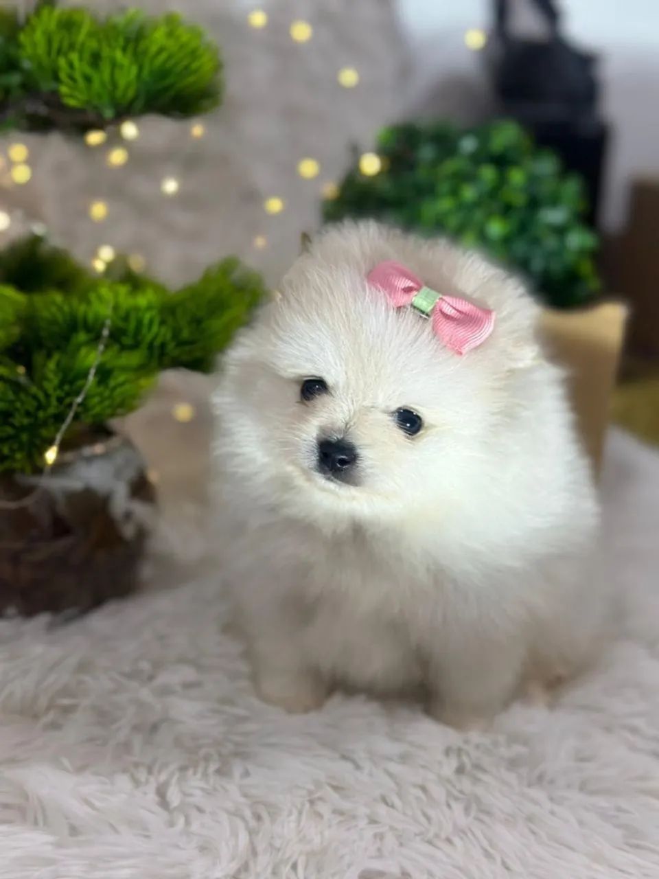 Filhote Spitz Alemão Linhagem Premium