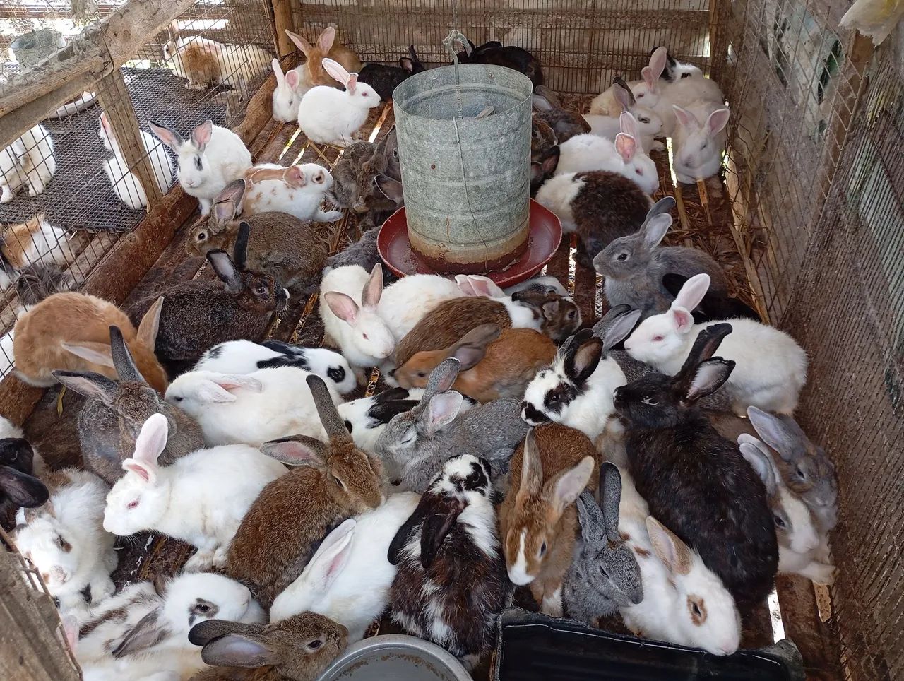 Vende-se Coelho. - Foto 2