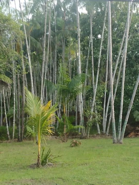 Sítio em Aurora do Pará com 11.000 metros quadrados. - Foto 13