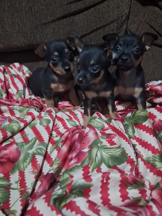 Vende-se pinscher - Foto 3